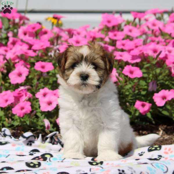 Wendy, Havanese Puppy