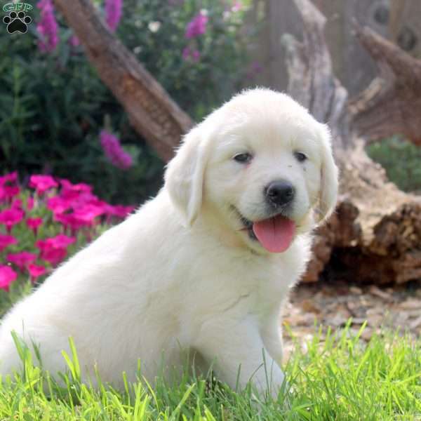Wendy, English Cream Golden Retriever Puppy