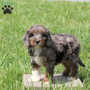 Wendy, Cavapoo Puppy