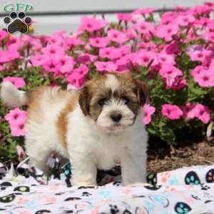 Wendy, Havanese Puppy