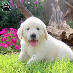 Wendy, English Cream Golden Retriever Puppy