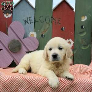 Wendy, English Cream Golden Retriever Puppy