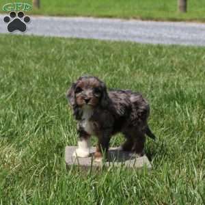 Wendy, Cavapoo Puppy