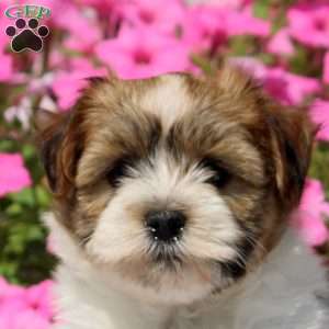 Wendy, Havanese Puppy
