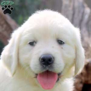 Wendy, English Cream Golden Retriever Puppy