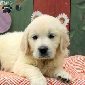 Wendy, English Cream Golden Retriever Puppy