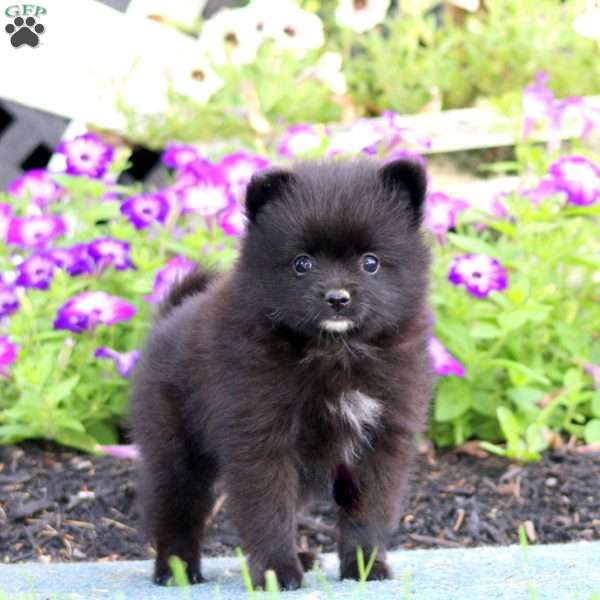 Wendy, Pomeranian Puppy