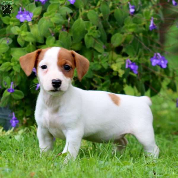 Wendy, Jack Russell Terrier Puppy