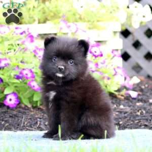 Wendy, Pomeranian Puppy