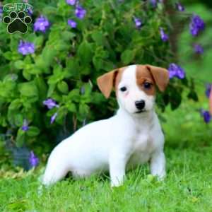 Wendy, Jack Russell Terrier Puppy