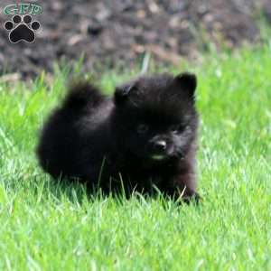 Wendy, Pomeranian Puppy