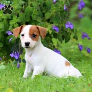 Wendy, Jack Russell Terrier Puppy