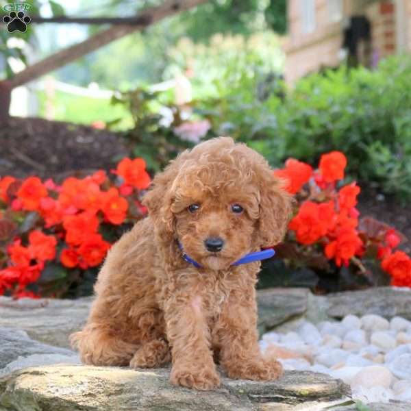 Wesley, Miniature Poodle Puppy