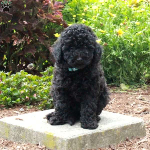Wesley, Toy Poodle Puppy
