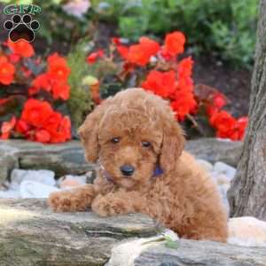 Wesley, Miniature Poodle Puppy