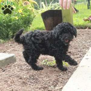 Wesley, Toy Poodle Puppy