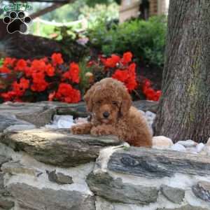 Wesley, Miniature Poodle Puppy