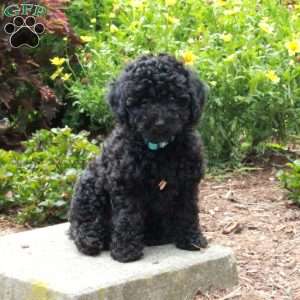 Wesley, Toy Poodle Puppy
