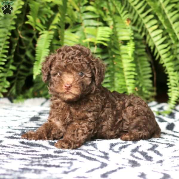 Wesley, Toy Poodle Puppy