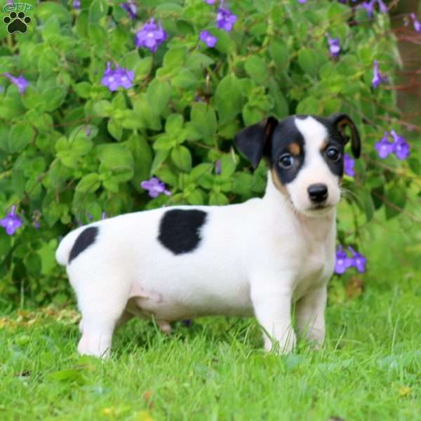 Wesley, Jack Russell Terrier Puppy