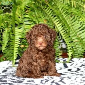 Wesley, Toy Poodle Puppy