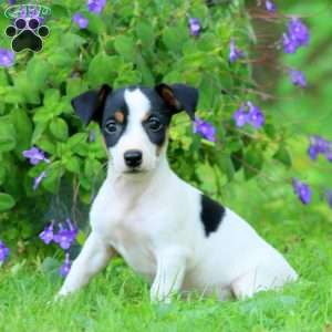 Wesley, Jack Russell Terrier Puppy