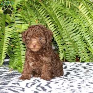 Wesley, Toy Poodle Puppy