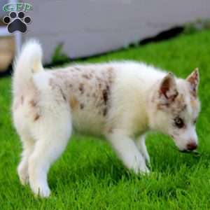 Wesley, Pomsky Puppy
