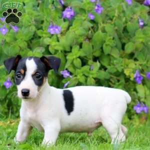 Wesley, Jack Russell Terrier Puppy
