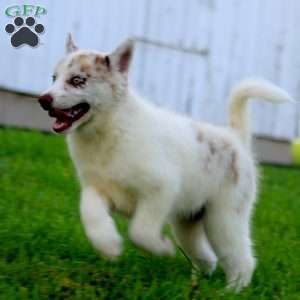 Wesley, Pomsky Puppy