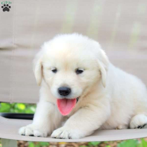 Weston, English Cream Golden Retriever Puppy