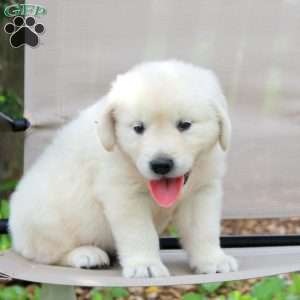 Weston, English Cream Golden Retriever Puppy