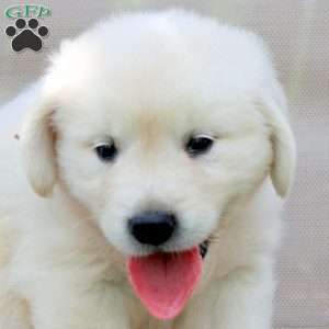 Weston, English Cream Golden Retriever Puppy