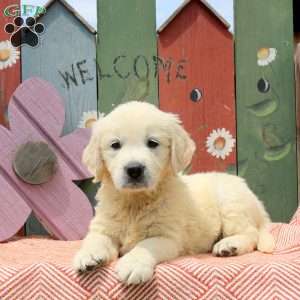 Whitney, English Cream Golden Retriever Puppy