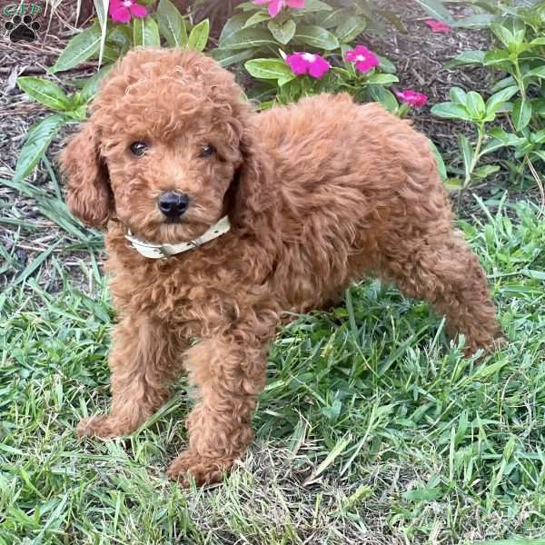 Liam, Miniature Poodle Puppy