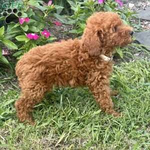 Liam, Miniature Poodle Puppy