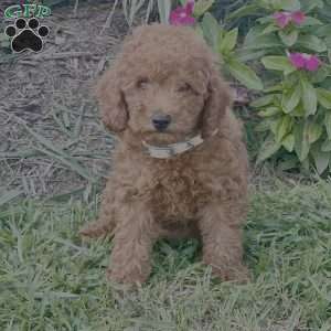 Liam, Miniature Poodle Puppy