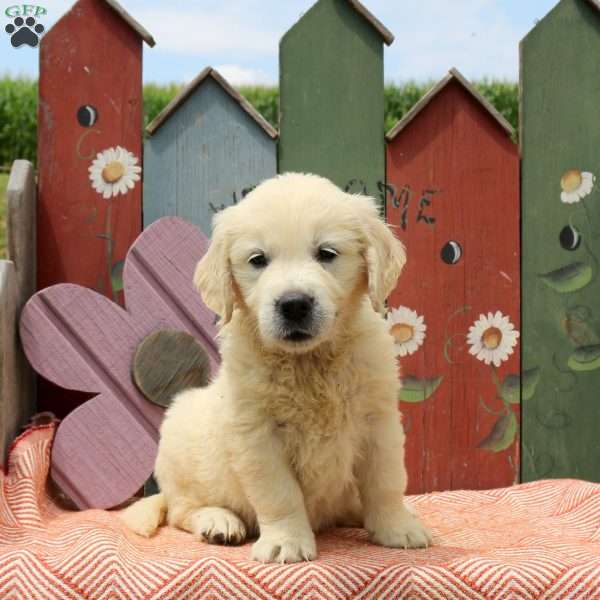 Whitney, English Cream Golden Retriever Puppy
