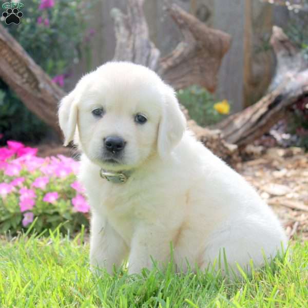 Whitney, English Cream Golden Retriever Puppy