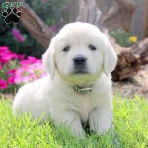 Whitney, English Cream Golden Retriever Puppy