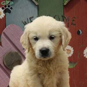 Whitney, English Cream Golden Retriever Puppy