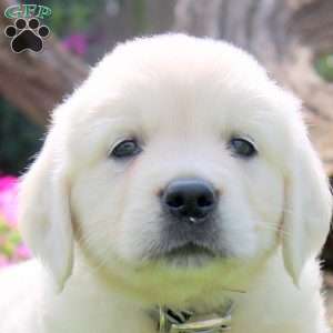 Whitney, English Cream Golden Retriever Puppy
