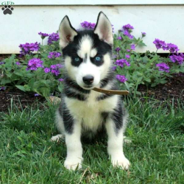 Wiggles, Siberian Husky Puppy