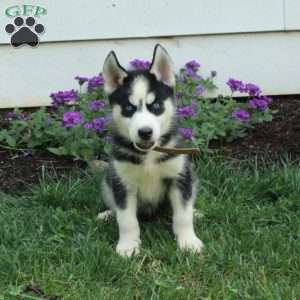 Wiggles, Siberian Husky Puppy