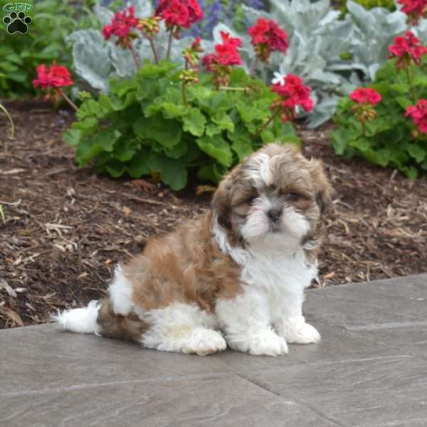 Wilbur, Shih Tzu Puppy