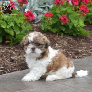 Wilbur, Shih Tzu Puppy