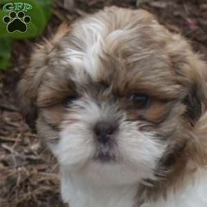 Wilbur, Shih Tzu Puppy