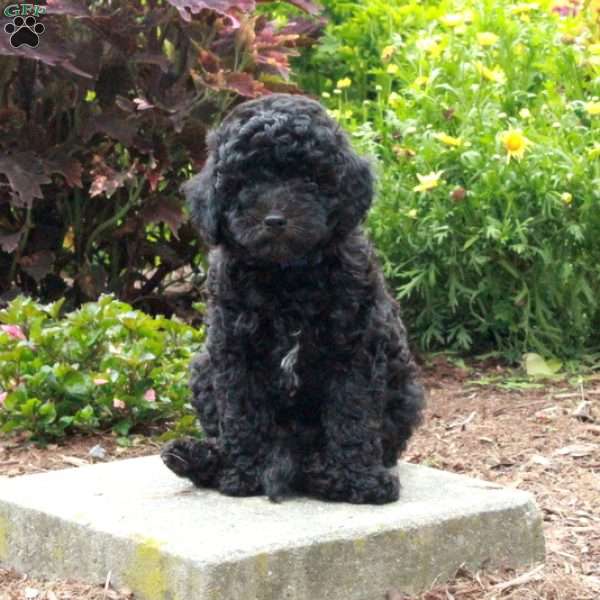 Wiley, Toy Poodle Puppy
