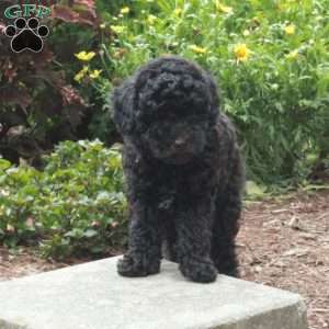 Wiley, Toy Poodle Puppy