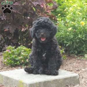 Wiley, Toy Poodle Puppy